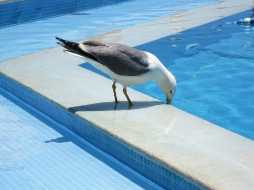 seagull bird water