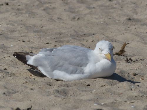 seagull sand white