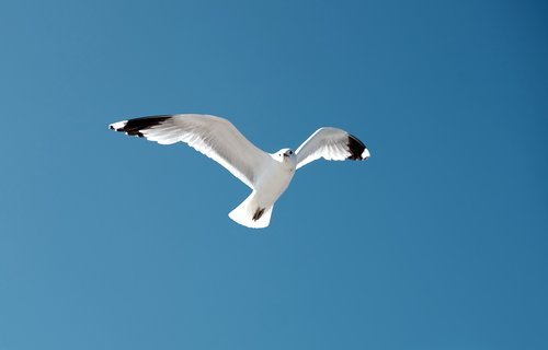 seagull  bird  blue sky