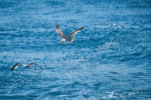 seagull  bird  fly