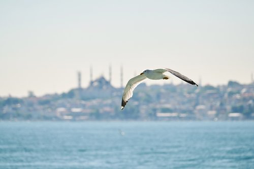 seagull  bird  fly