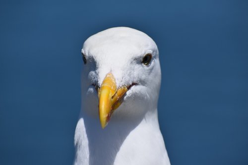seagull  bird  beak