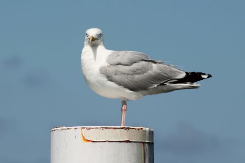 seagull beach water bird