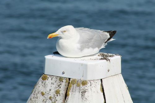seagull beach water bird
