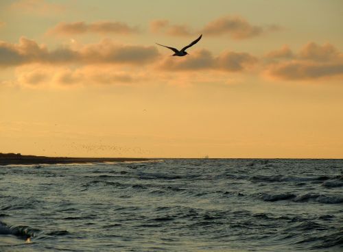 seagull sea coast
