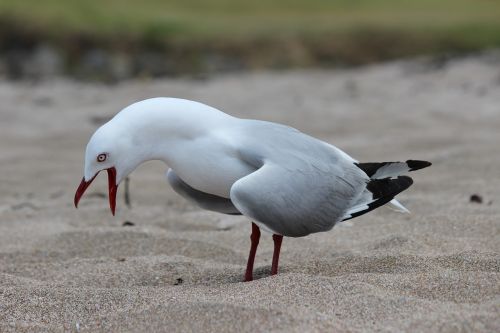 seagull bird sea