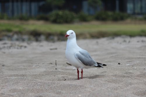 seagull bird sea