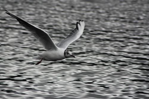 seagull scotland lake