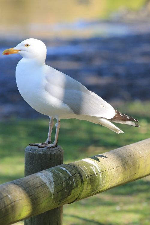 seagull bird nature