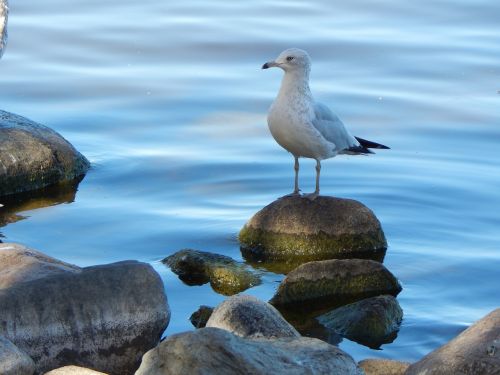 seagull gull bird