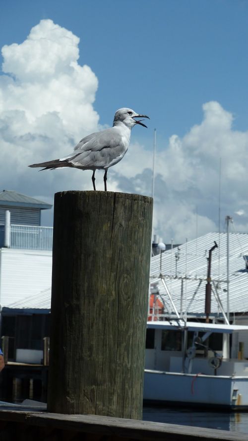 seagull gull bird