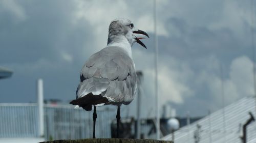 seagull gull bird