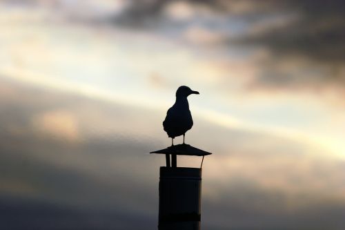 seagull animal sunset