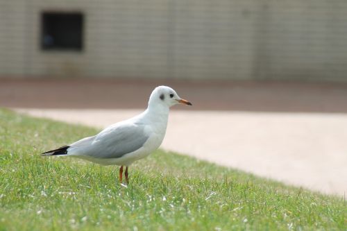 seagull bird meadow