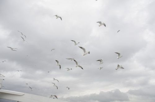 seagull sky cloud