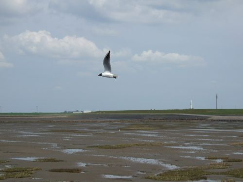 seagull north sea coast