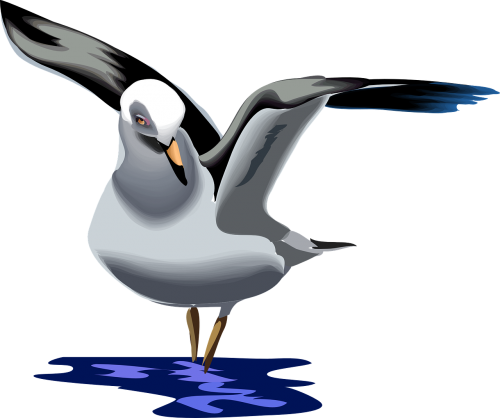 seagull gull sea-gull