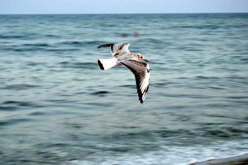 seagull wings bird