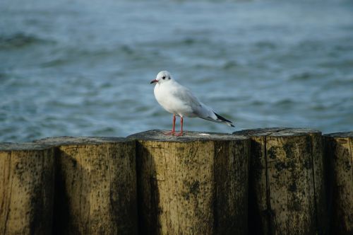 seagull sea bird