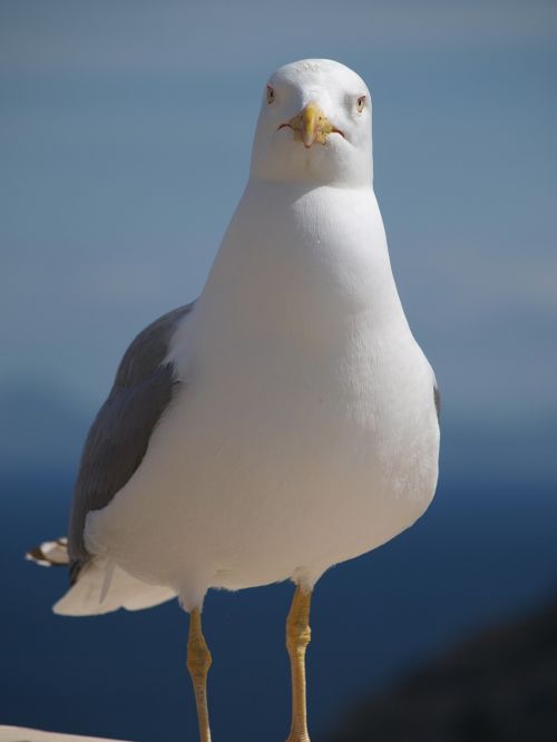 seagull bird animal