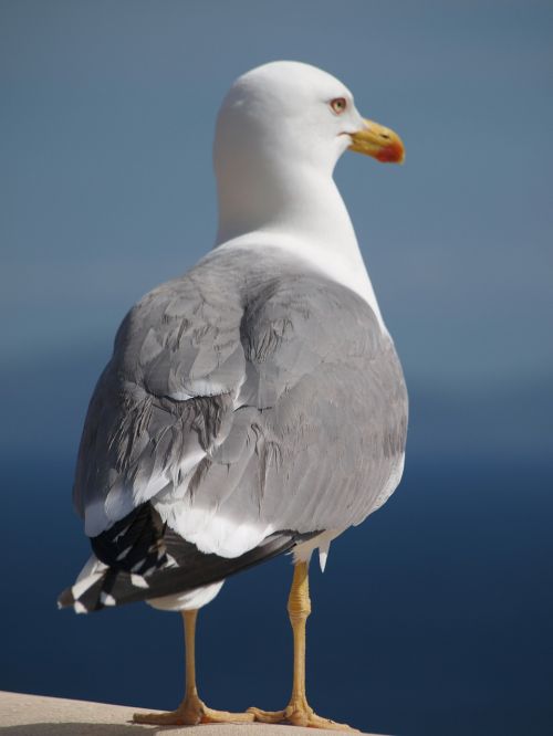 seagull bird animal