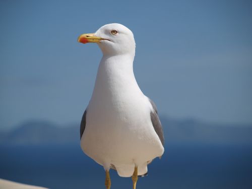 seagull bird animal