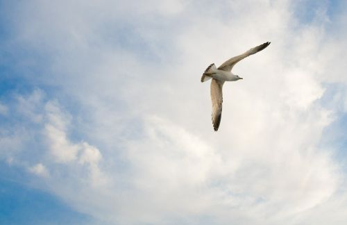 seagull bird gull