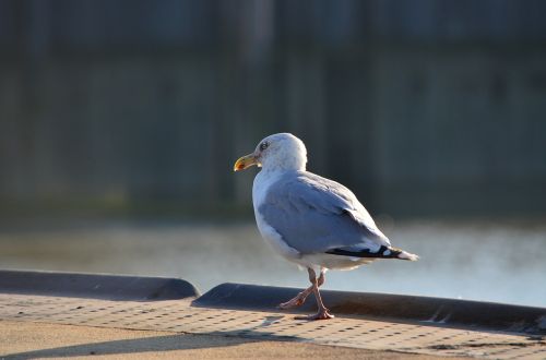 seagull seevogel bird