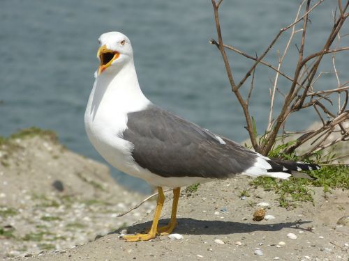 seagull bird animals