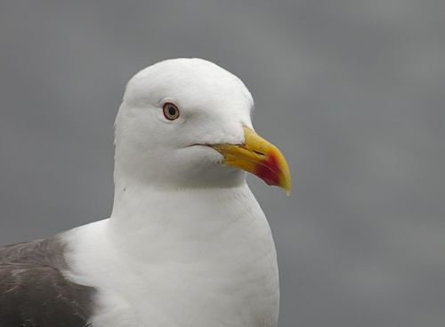 seagull bird nature