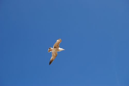 seagull bird sky