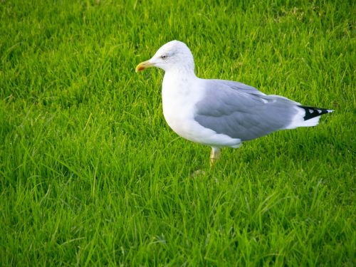 seagull bird garden