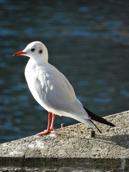 seagull water bird animal world