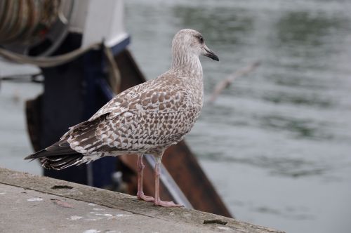 seagull bird sea