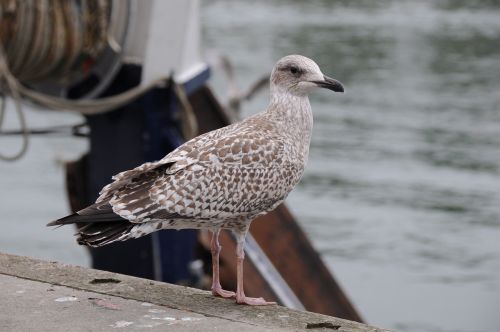 seagull bird sea