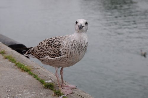 seagull bird sea