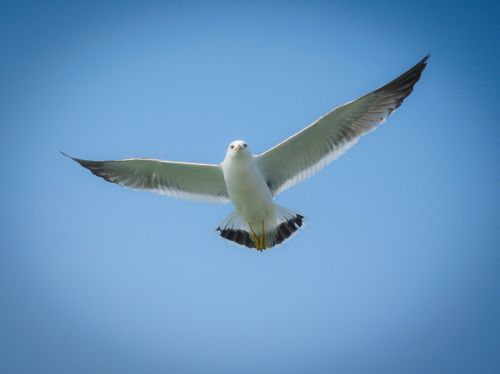 seagull animal new