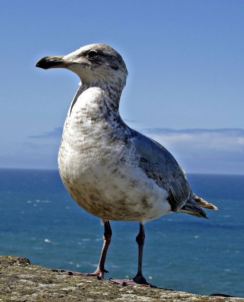 seagull bird nature