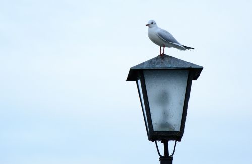 seagull lantern sit