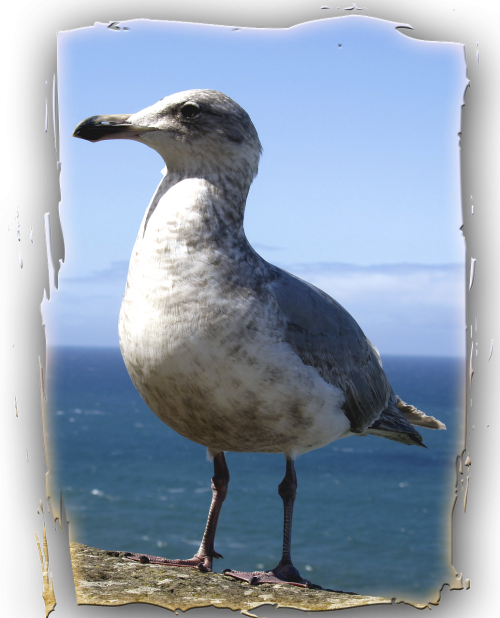 seagull animal bird