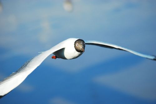 seagull bird sea