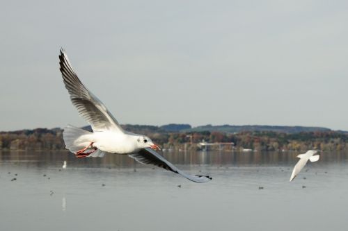 seagull bird fly