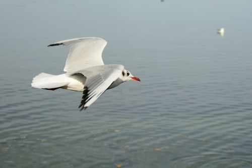 seagull bird fly