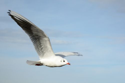 seagull bird fly