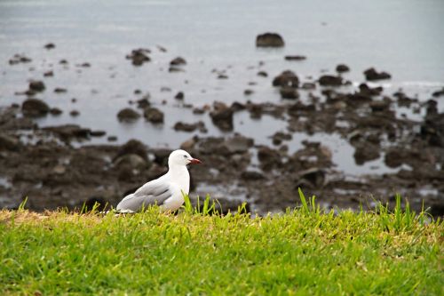 seagull beach sea