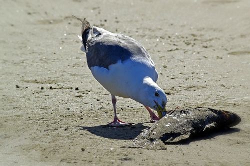 seagull bird feathered