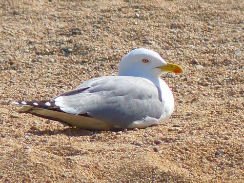 seagull bird animal