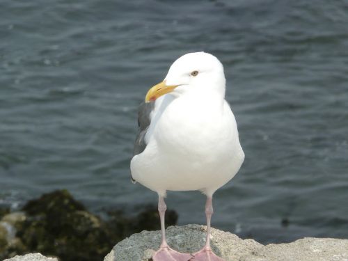 seagull white animal