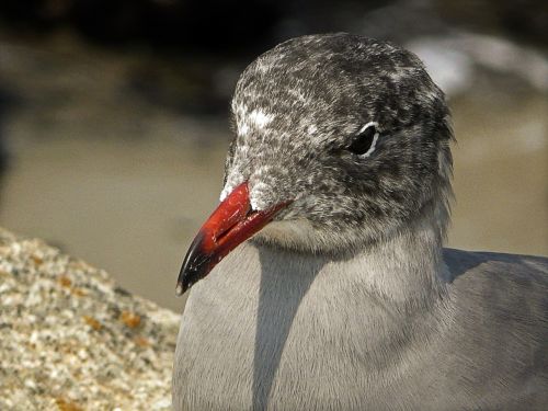 seagull bird waterbird