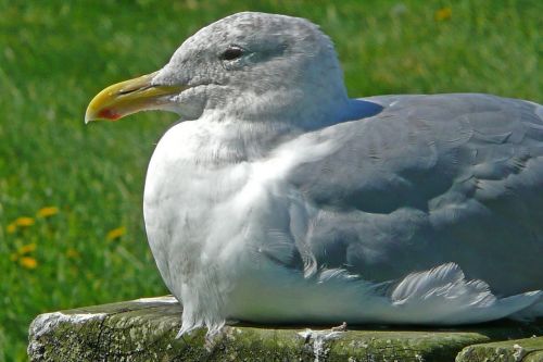 seagull sitting bird